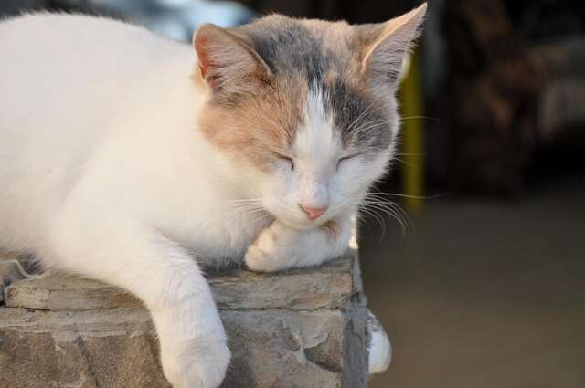 Гостевой дом Домик у Маяка б/о Прибой Саки-45